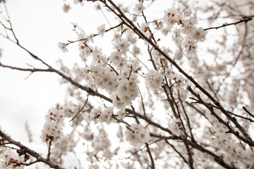 Blossom tree over nature background Spring flowers Spring