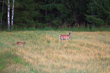 European red deer, feeding on the field in the autumn and watching the surrounding environment.