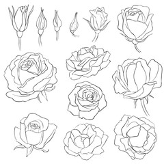 flowers, vintage vector floral set