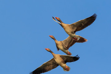 wild geese in flight