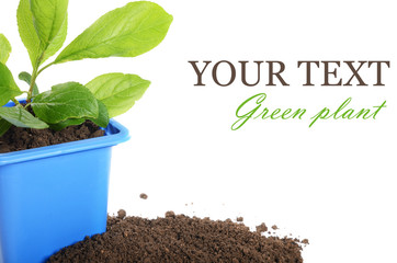 Green plant in a flower pot