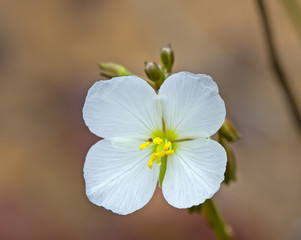 White flowering mustard plant