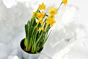 Easter lily in the snow