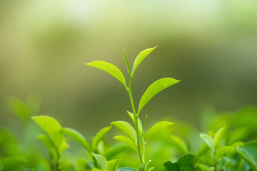 Fototapeta na wymiar Young tea leaves at Sri-lanka hightland tea plantation