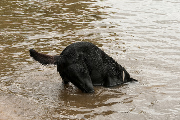 Cão brincando à beira de água