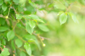 Fototapeta na wymiar Fresh green leaves of cherry, spring or summer beautiful nature background. Cherry-tree