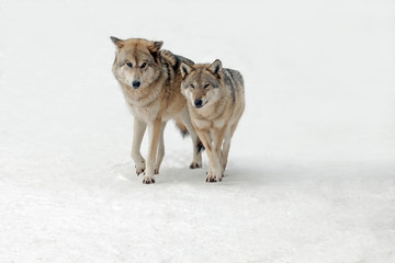wolves male and female walking together, isolated background