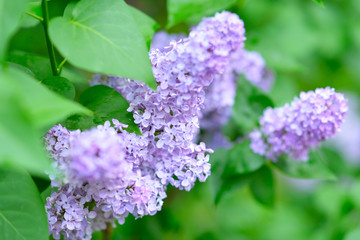 Lilac. Beauty in natutre. Lilac garden. Spring flowers background.