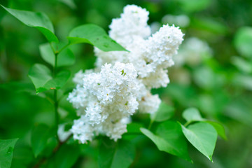 Lilac. Beauty in natutre. Lilac garden. Spring flowers background. Beautiful white lilac blooming.