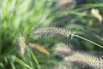Lampenputzergras im Garten