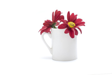 mug with red flowers chrysanthemums isolated on white