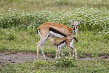 Naklejka na ściany i meble Thomson's gazelle mother giving milk to her baby in the Ngorongoro Crater National Park in Tanzania