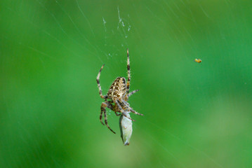 Aranha pendurada na teia