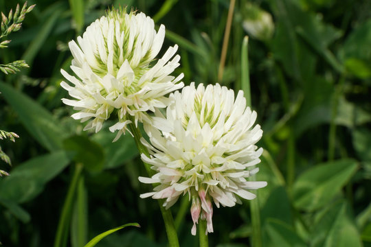 Close-up two white flowers clover mountain Trifolium montanum growing in the foothills of the Caucasus