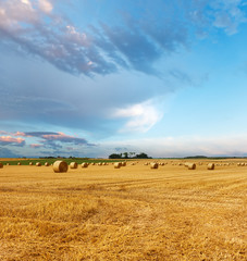 Fototapeta premium Yellow golden straw bales of hay in the stubble field, summer landscape under a blue sky with clouds