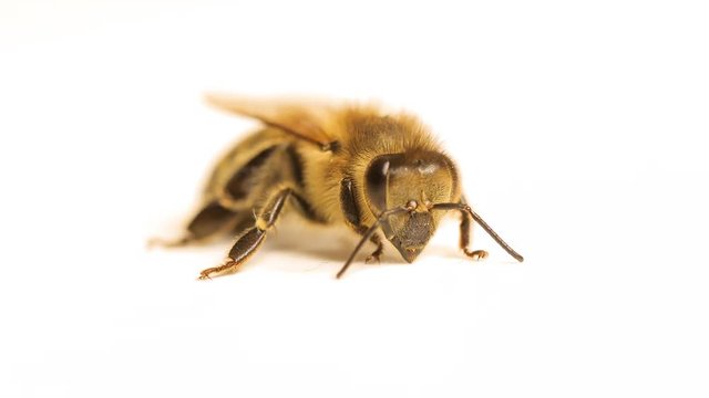 Bee suffering and being weak
