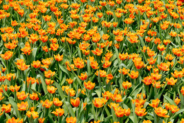 Colorful flowers tulips in the garden