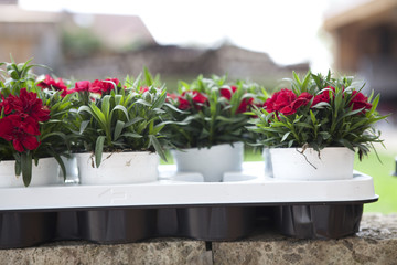 rote Blumen im Topf zum einpflanzen im Garten