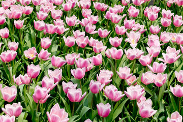 Colorful flowers tulips in the garden