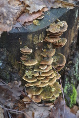 Bark Mushrooms