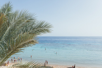 view of the sea and the beach through the leaves of a palm tree