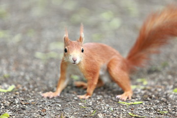 Naklejka na ściany i meble neugieriges, rotes Eichhörnchen auf Kiesweg in Nahaufnahme