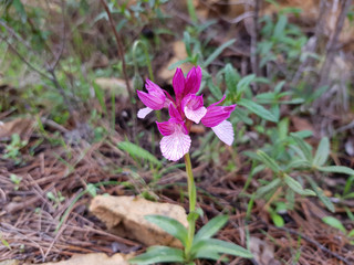 Orchidea selvatica