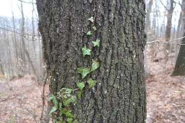 Fototapeta premium Ivy