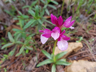 Orchidea selvatica