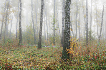 Obraz premium Misty morning in the woods in the fall. Morning, autumn. Birch grove near the city. 