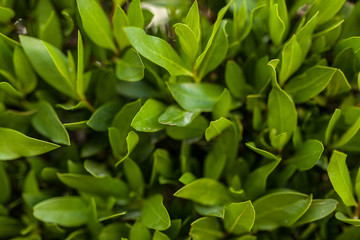Green leaf wall background horizontal image