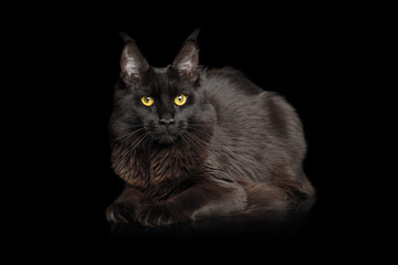 Huge Maine Coon Cat with shine fur Lying on Isolated Black Background