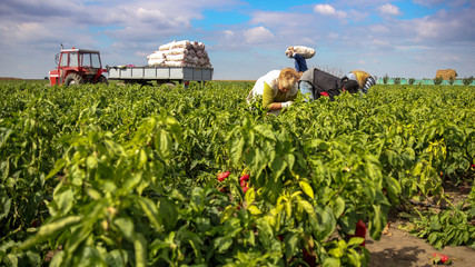 Harvesting Yellow and Red Bell Peppers in a Field