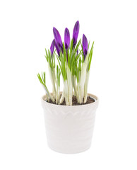 Crocus in pot isolated on white background. 