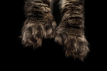 Maine Coons Huge polydactyl paws on Isolated Black Background