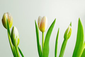 Obraz na płótnie Canvas Blooming white tulips on the grey background