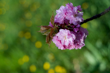 Spring blossom flowers