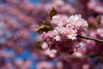 Spring blossom flowers