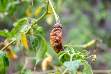 chili rot on tree chili 