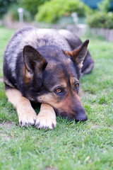 Nice dog - the best human friend