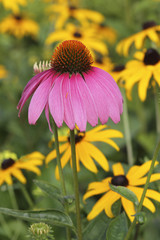 Purpur-Sonnenhut (Echinacea purpurea) und Rudbeckia Blüten