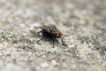Close-up macro of insect fly outdoor