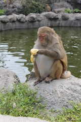 Naklejka premium monkey