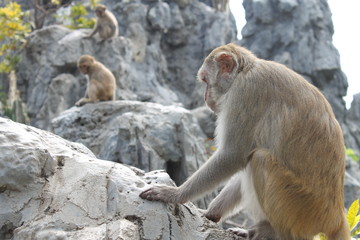 Obraz premium animals