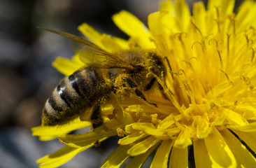 Closeup of yellow bee on the flower dandelion