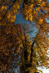 Colorful autumn landscape and nature in Slovakia