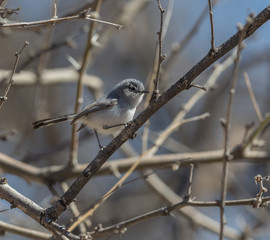 Black-tailed Gnatcatcher