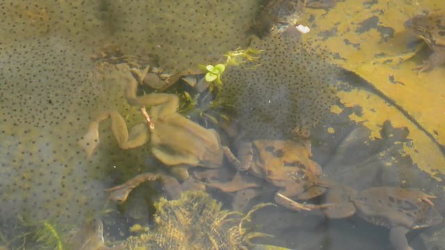 Frantic frogs spawning in garden pond.