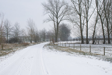 Snowy path with trees and a gray sky