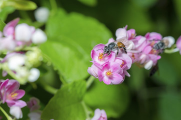 The bee is sucking sweet nectar from pink pollen.